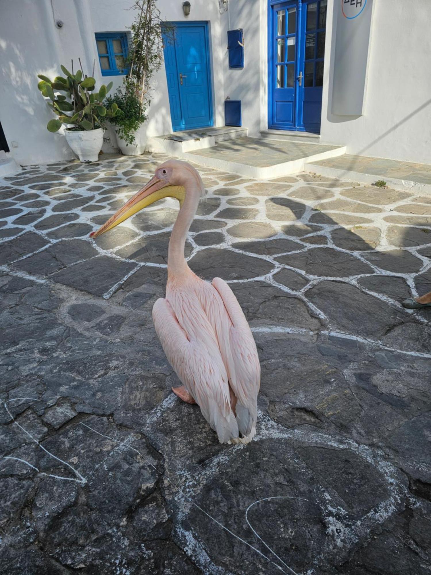 Lalaland Lejlighed Mykonos Town Eksteriør billede